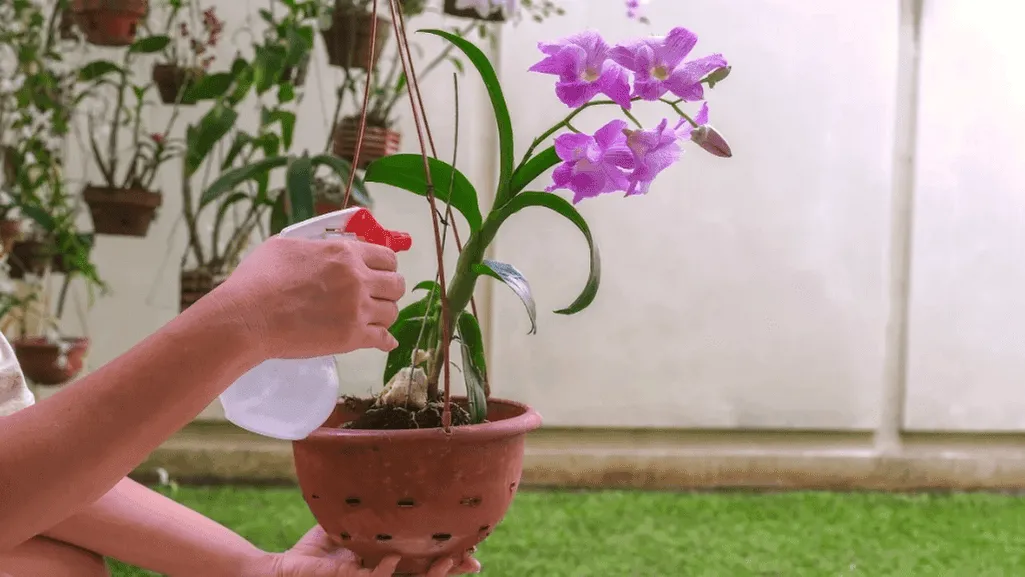 Watering a newly mounted orchid on a tree