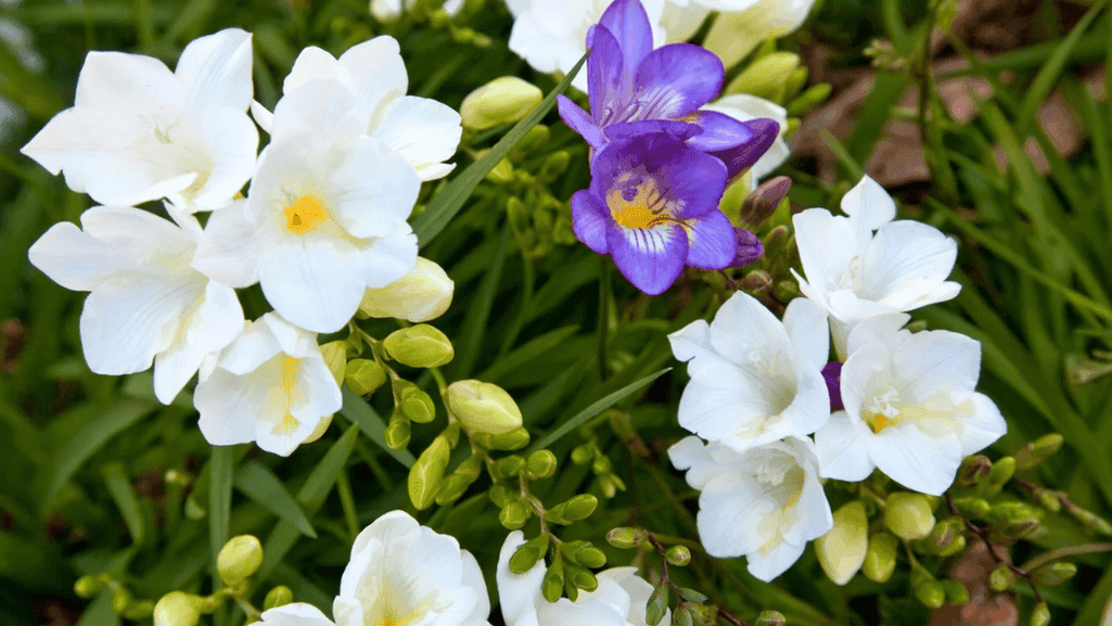 White freesia flowers in a wedding bouquet symbolizing purity and innocence