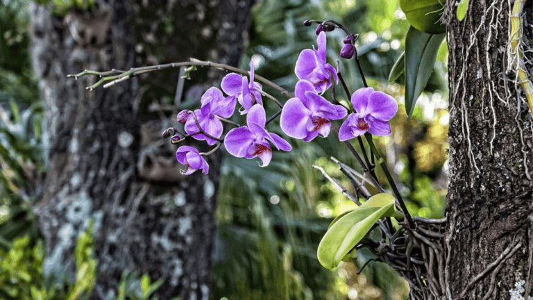 Wild orchids growing naturally on tree branches in a tropical forest