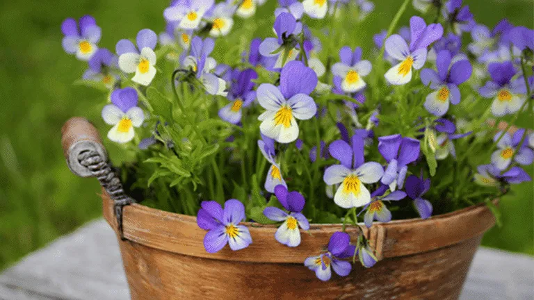 Winter Garden Care1