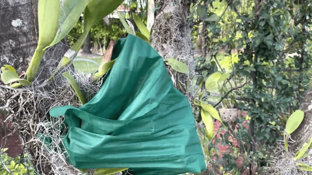 Winter protection for tree-mounted orchids