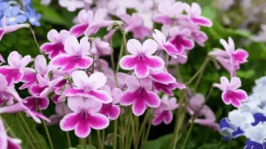 best flower plants for home garden