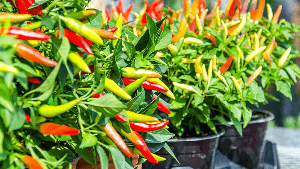 capsaicin science