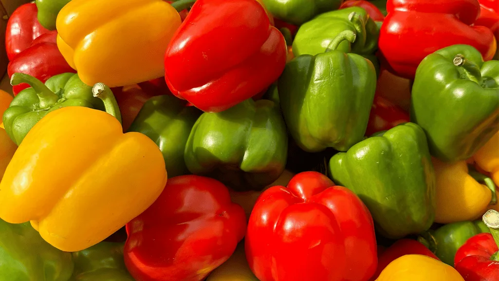 capsicum species