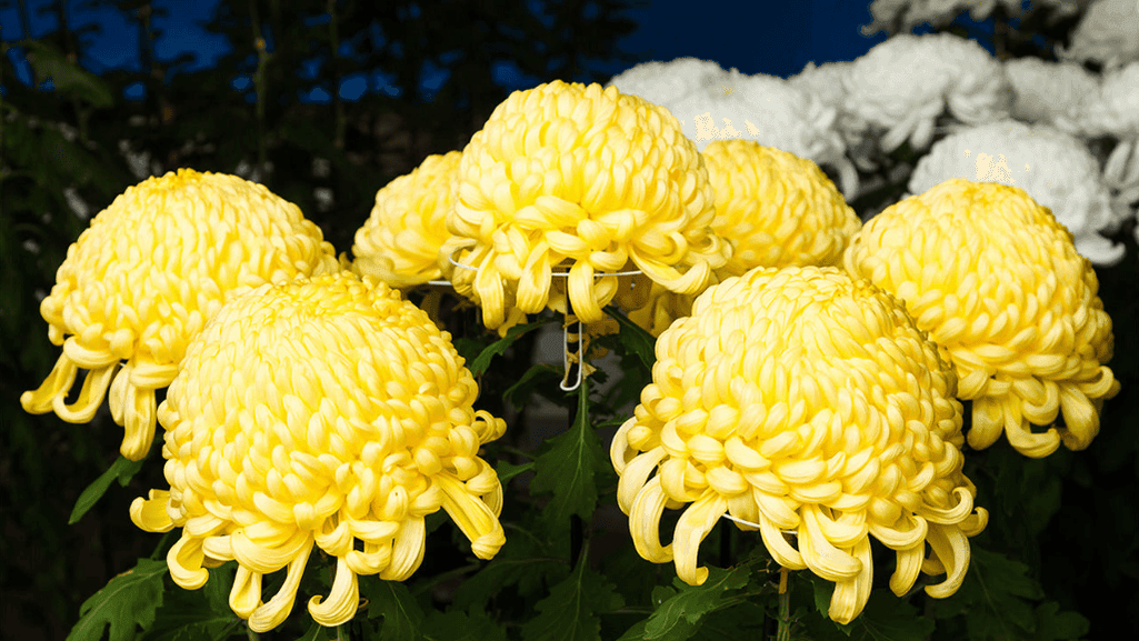 chrysanthemum meaning