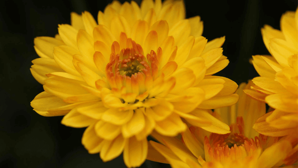 chrysanthemum meaning november birth flower