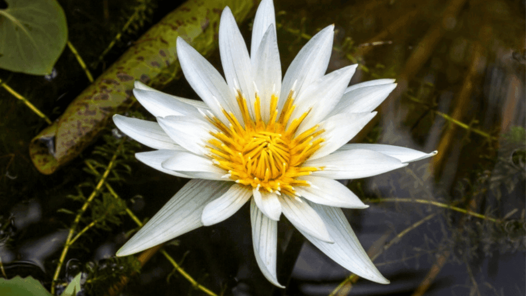 color symbolism guide for water lilies