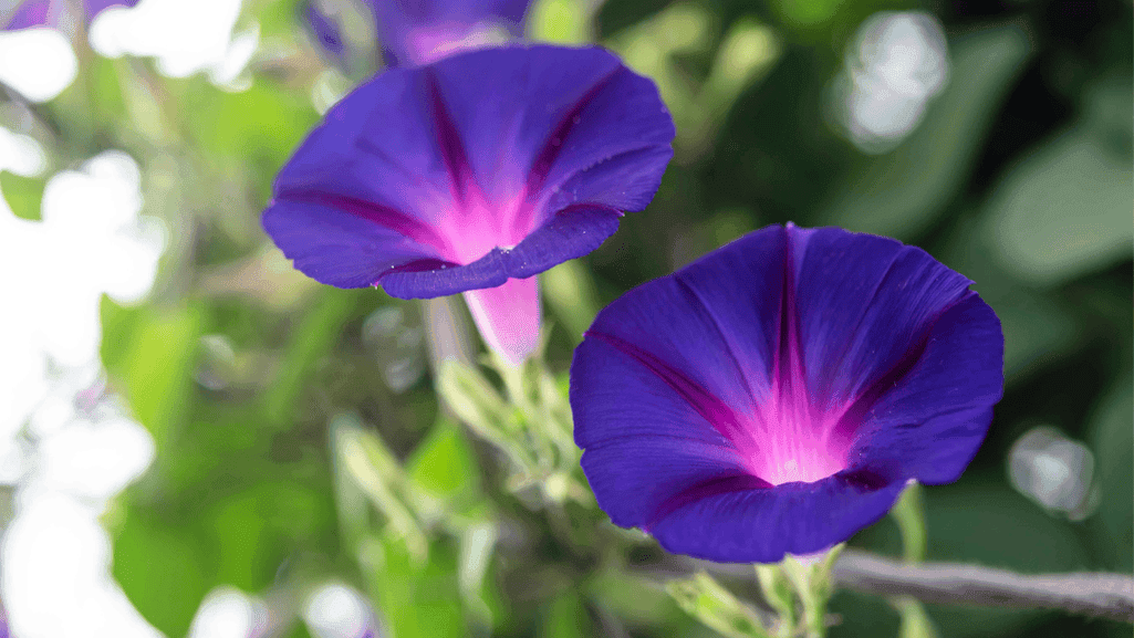 design uses morning glory