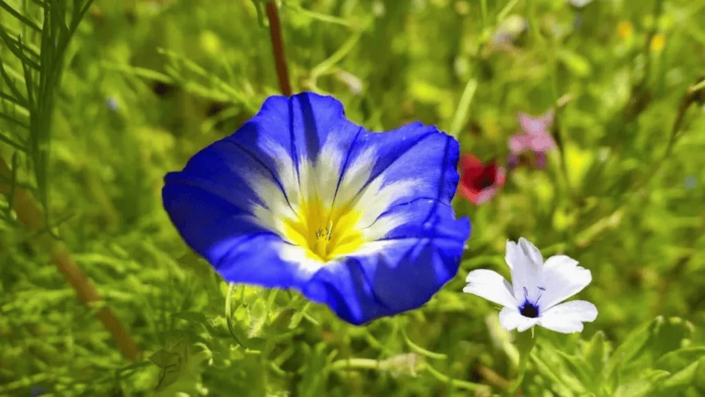 dwarf morning glory buying guide