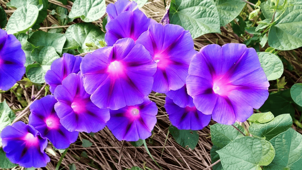 evolvulus hybrid foliage