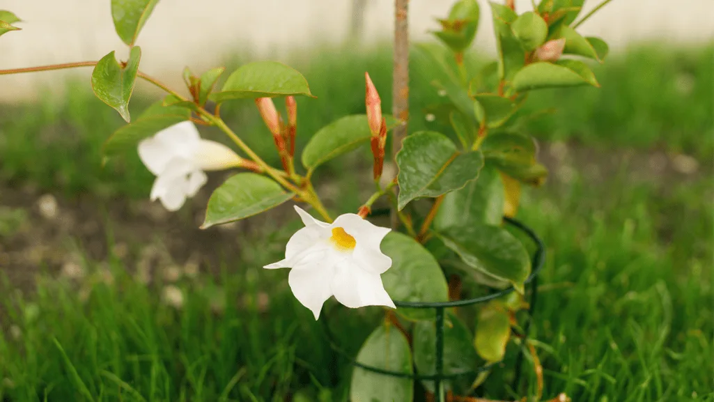 feeding blooms