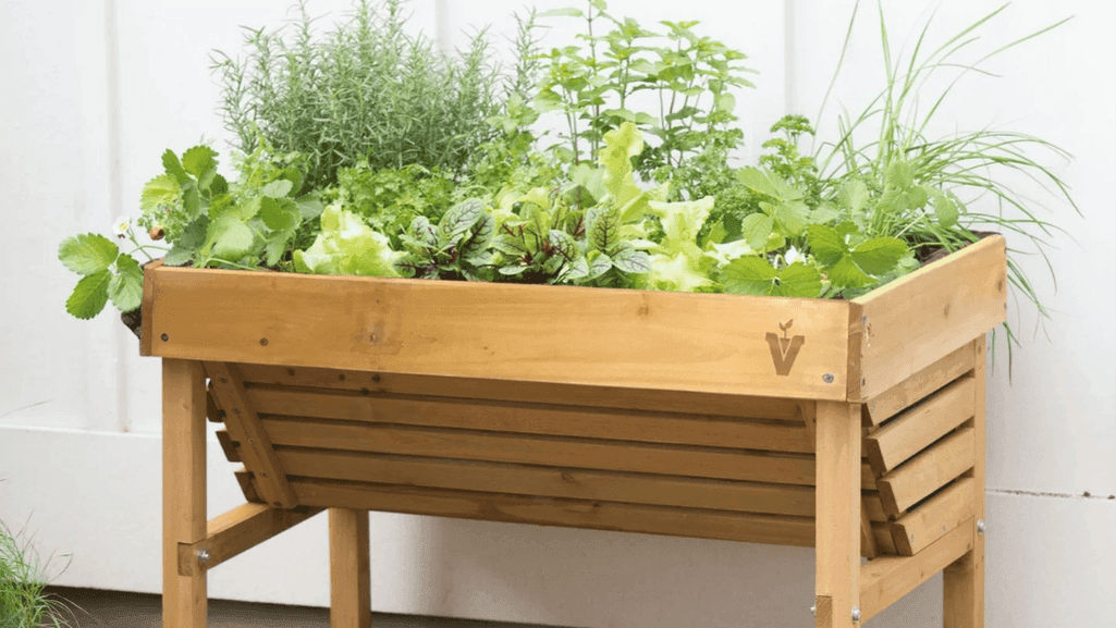 grow herbs