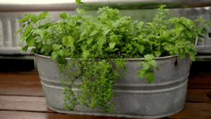 herb pots outdoor