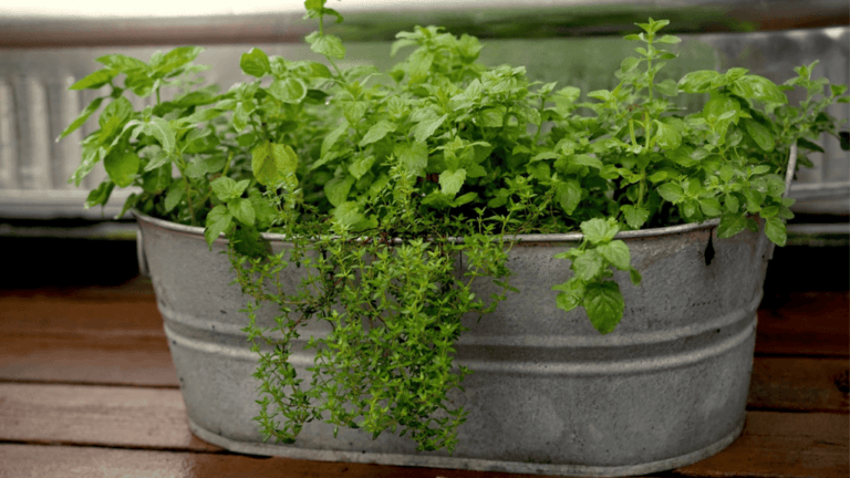 Herb Pots Outdoor: Elevate Your Garden 1 herb pots outdoor