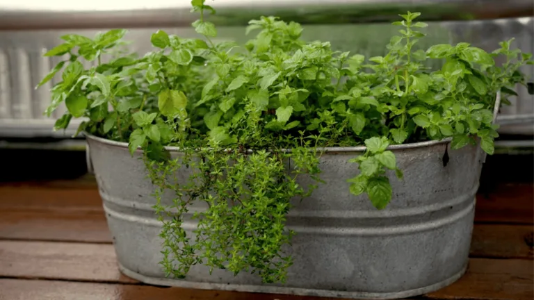herb pots outdoor