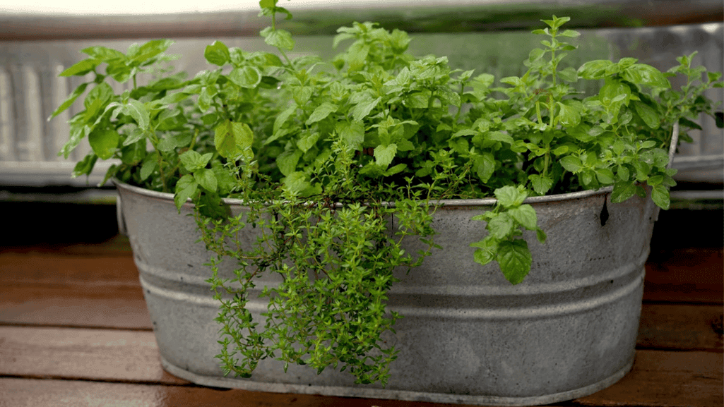Herb Pots Outdoor: Elevate Your Garden 1 herb pots outdoor