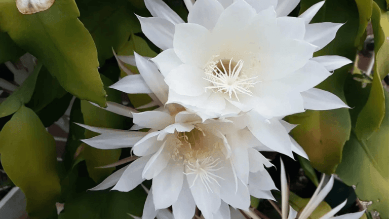 The kadupul flower