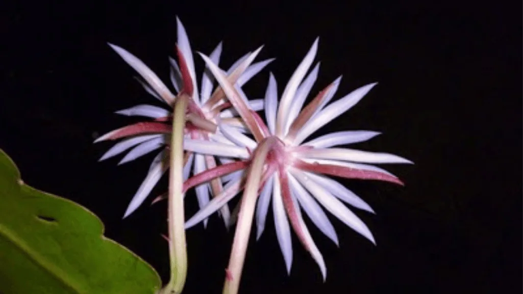 the Kadupul Flower