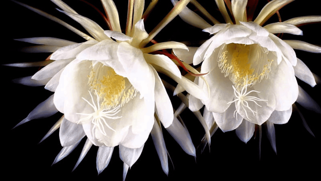 kadupul flower