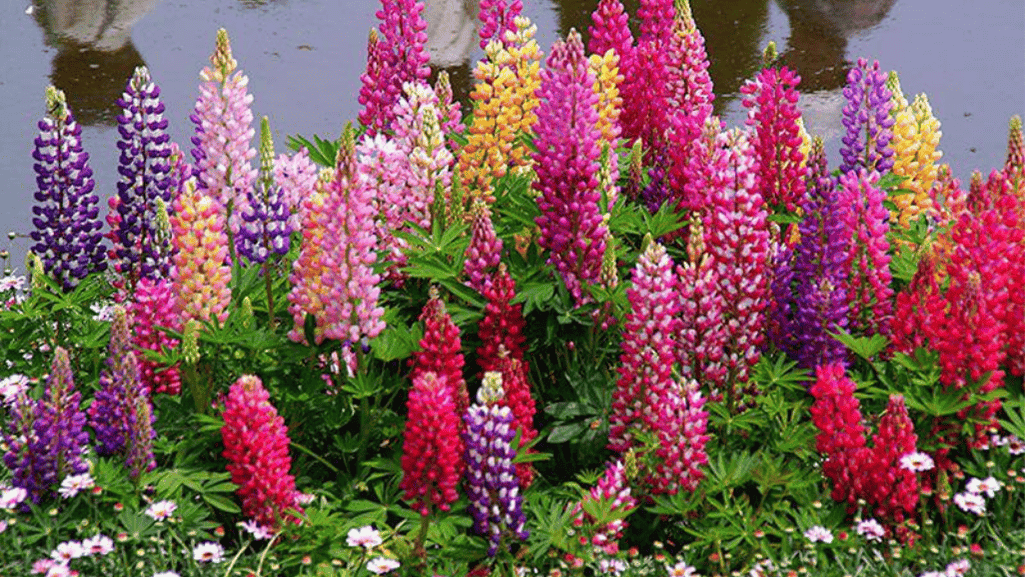 larkspur and water lore