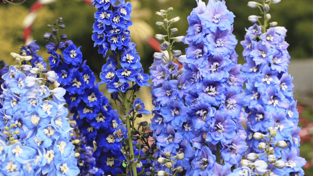 larkspur