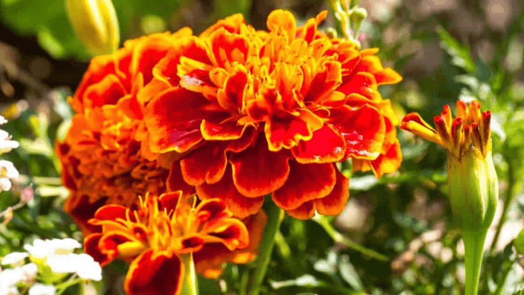 marigolds full sun