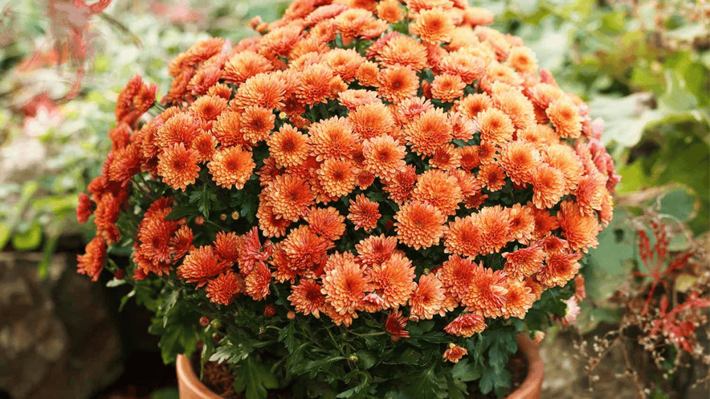 mums fall care