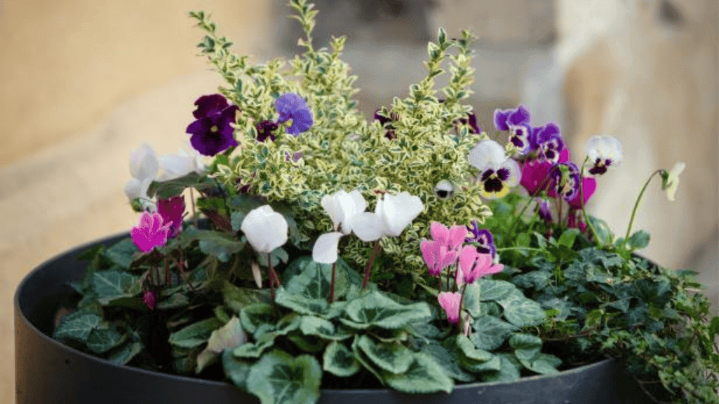 potted plants