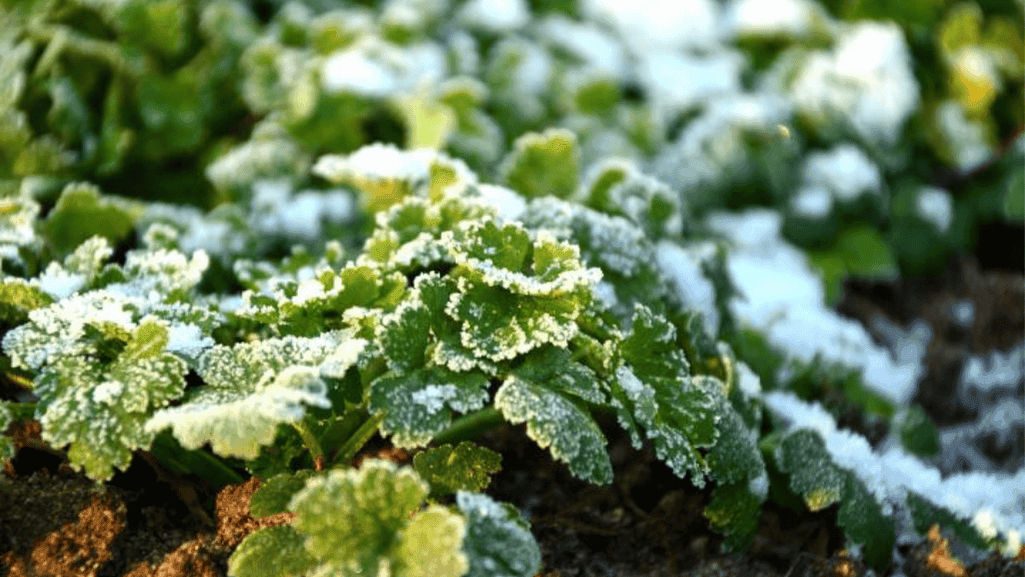 prepare garden winter notes