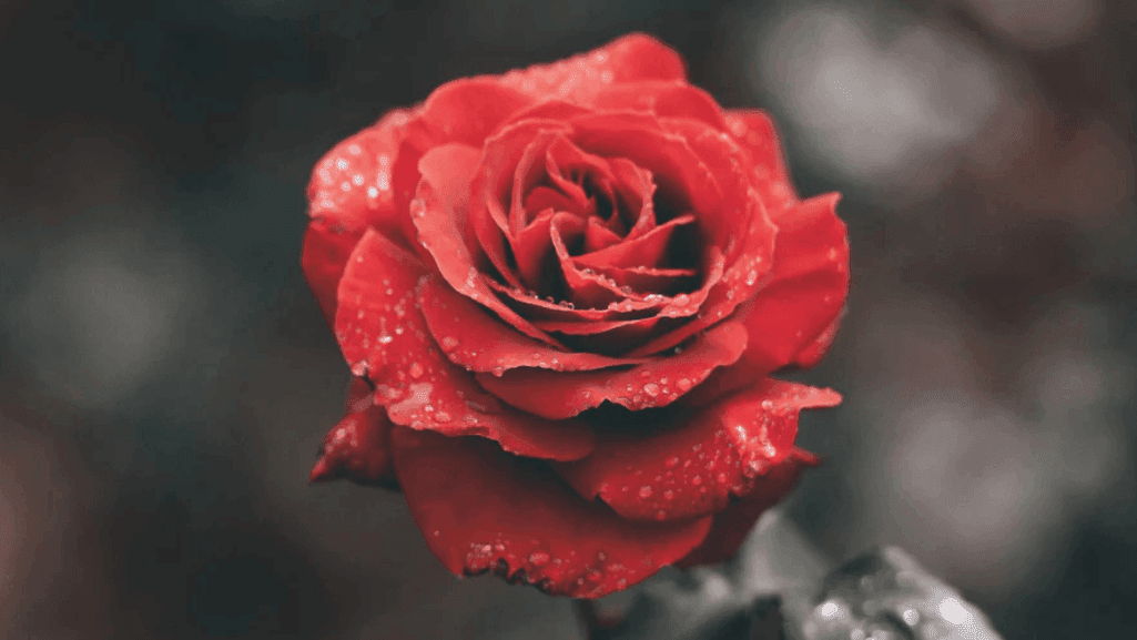 Queen of Flowers roses home 