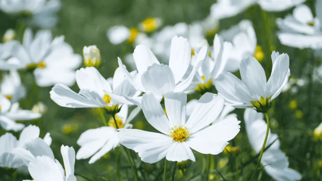 Small White Flowers: Delicate Blooms for Your Garden 1 small white flower