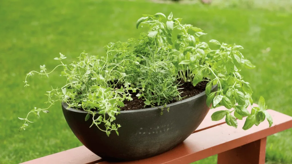 soil and potting mix