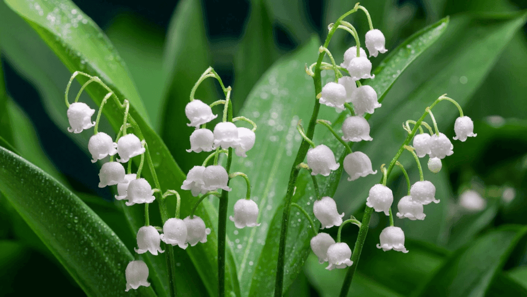 spring bulbs zone