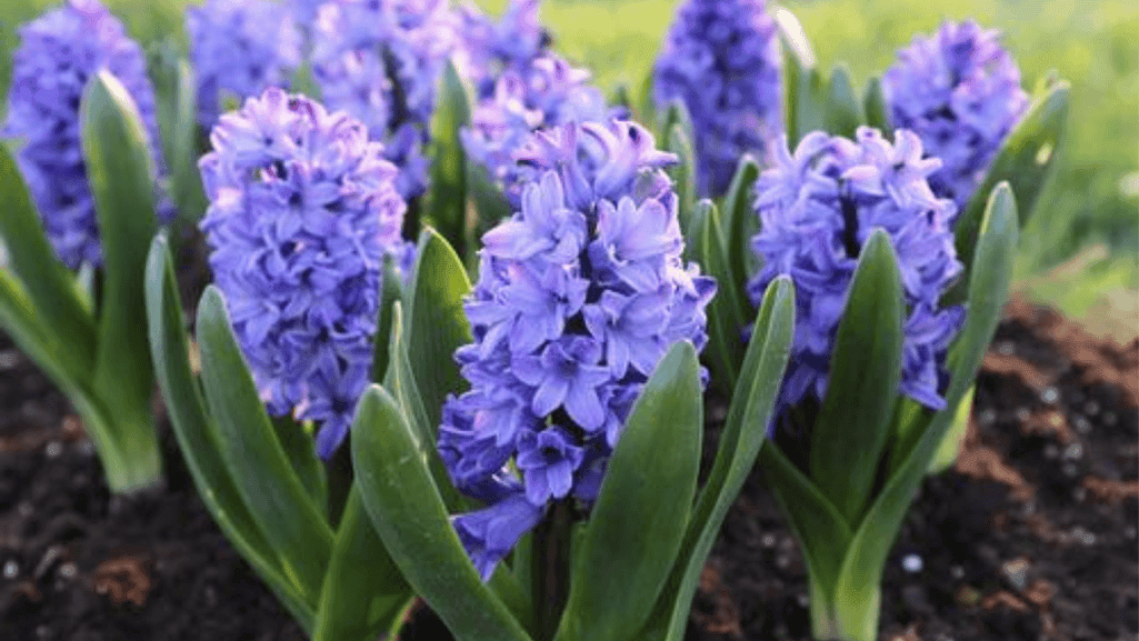 spring bulbs