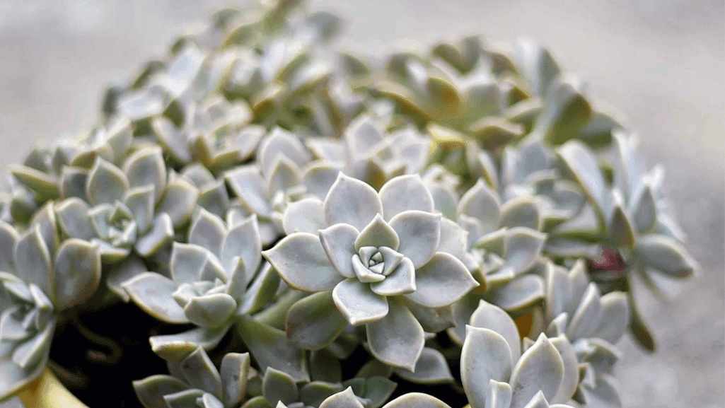 succulent and cactus picks and best plants for small pots