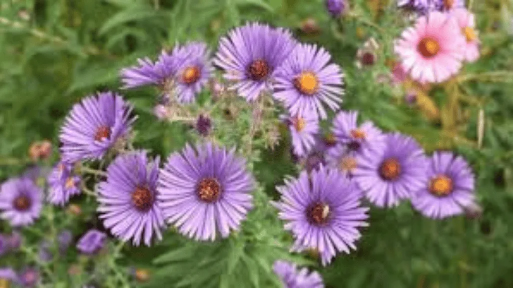 sun-loving perennials zone