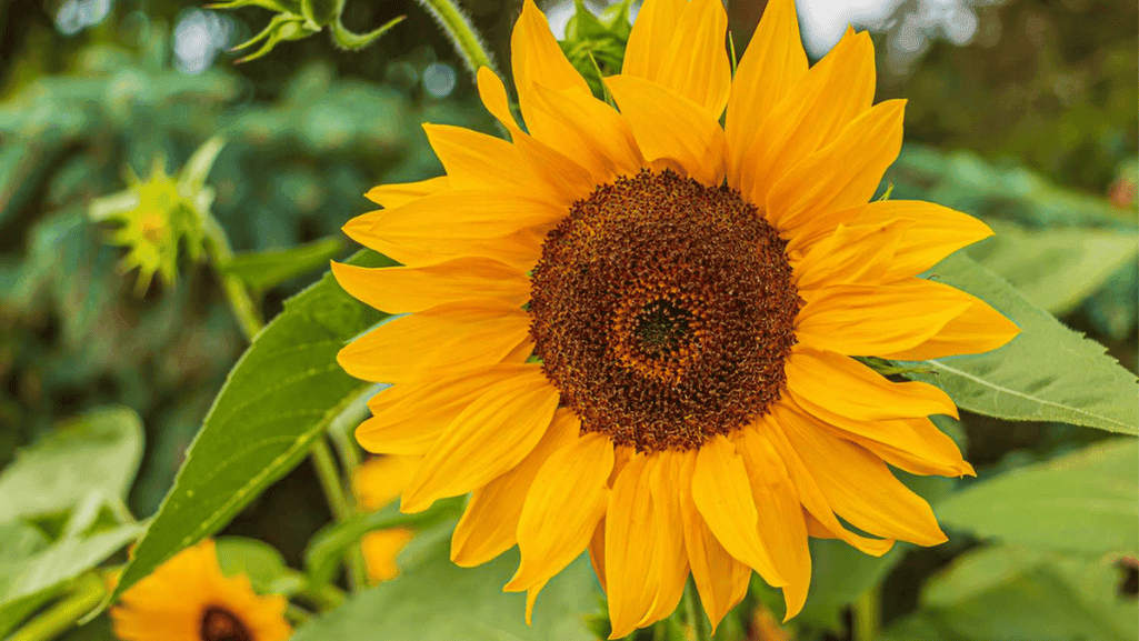 sunflowers