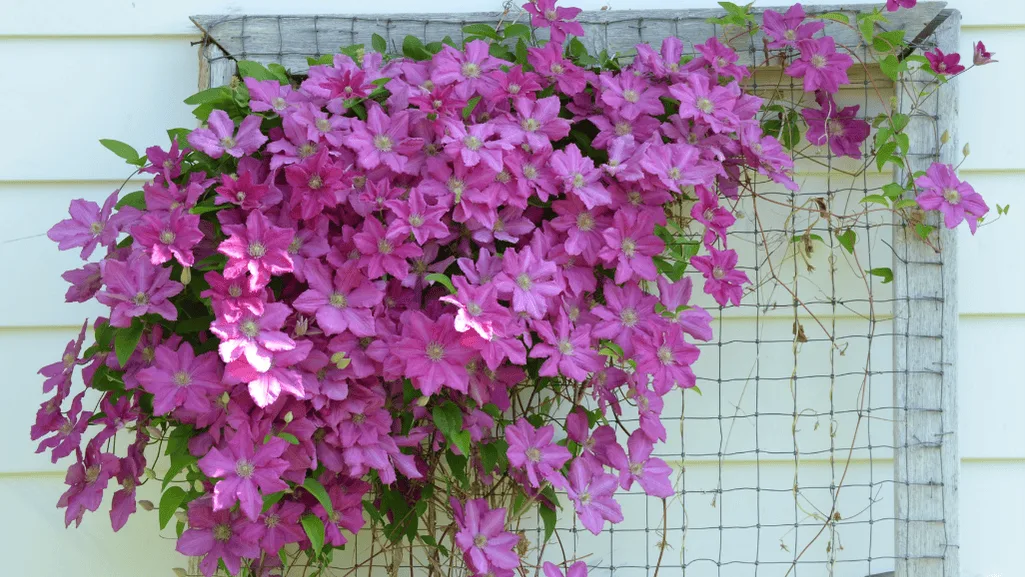 vining trellis