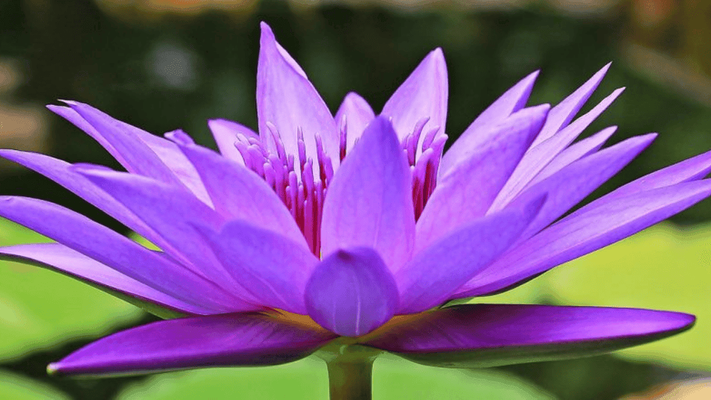 water lily