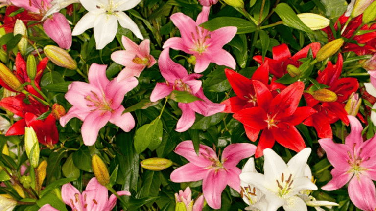 Asiatic Lilies