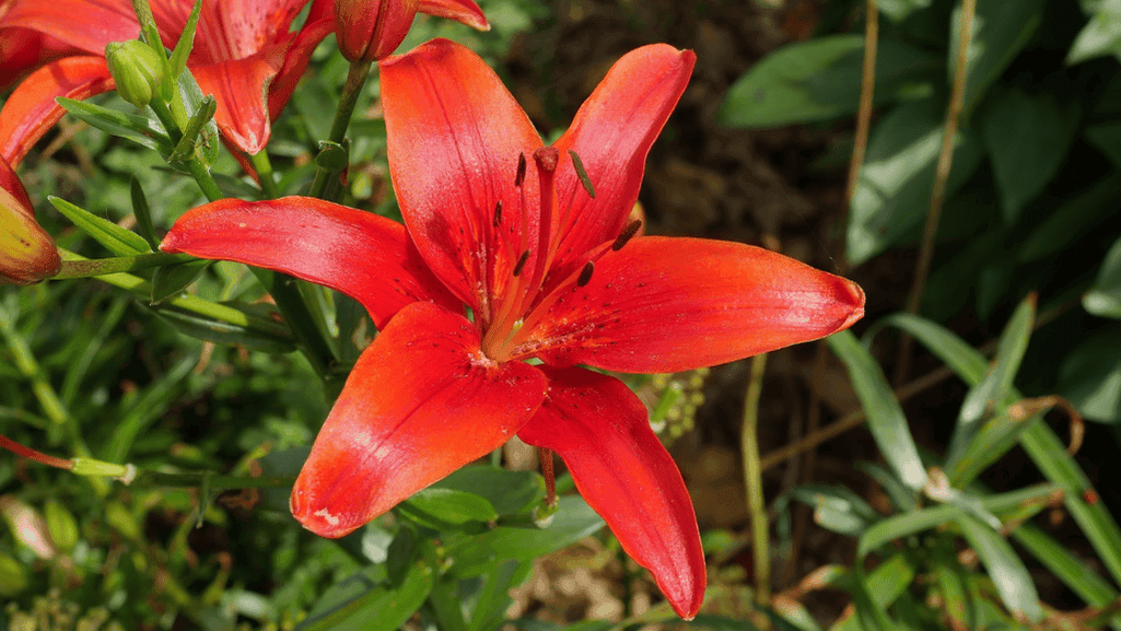 Asiatic Lilies1