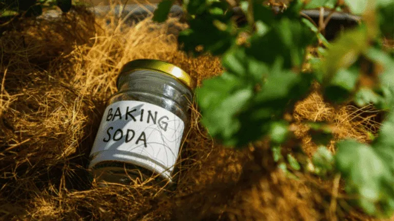 Baking soda is magic for plant