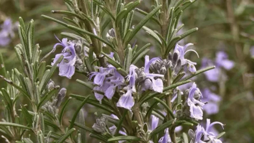 Beautiful garden with various salvias blooming after successful winter care