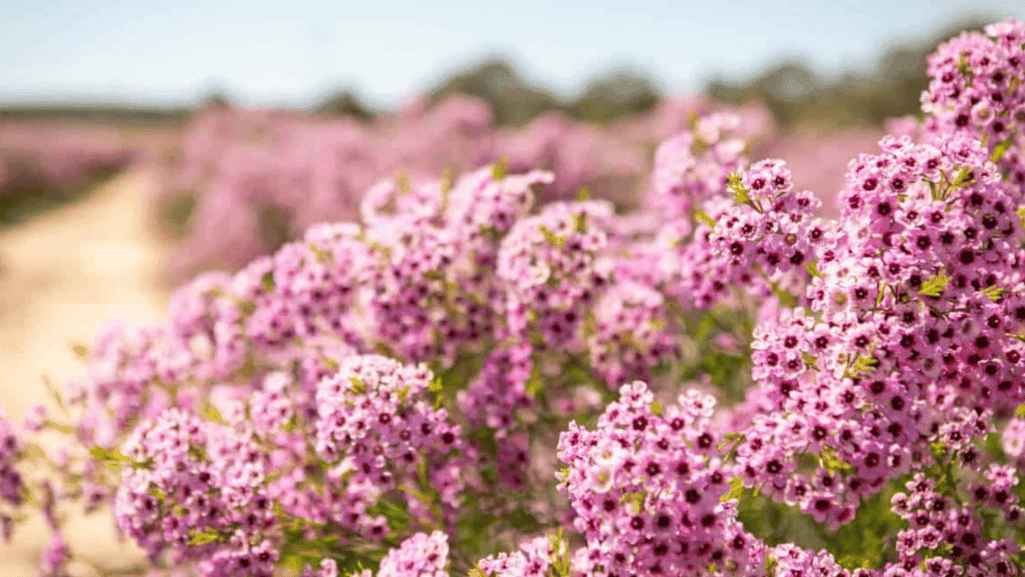 Bees pollinating waxflower blooms