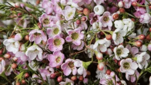 Blooming waxflower plant with clusters of pink and white star-shaped flowers