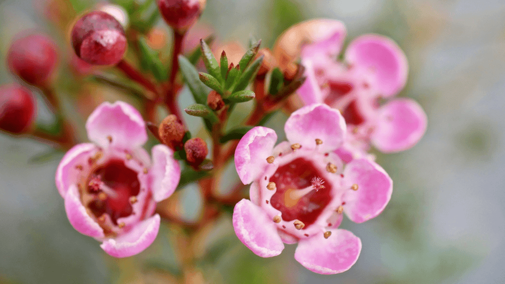 Close-up of waxflower showing its waxy texture and star-shaped blooms