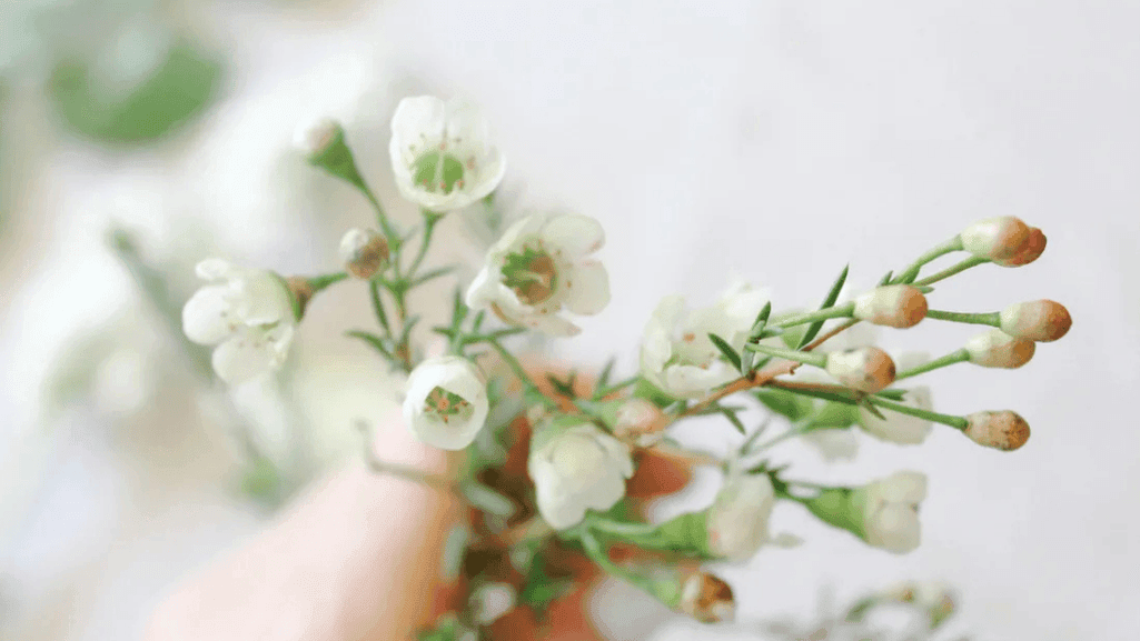 Close-up of waxflower showing its waxy texture