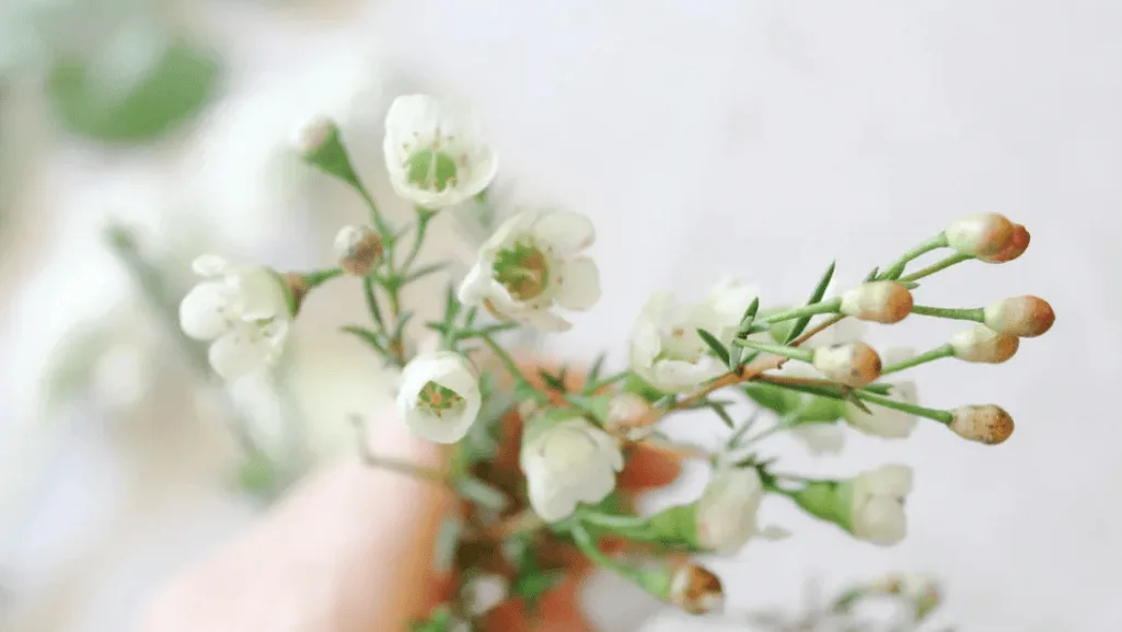 Close-up of waxflower showing its waxy texture