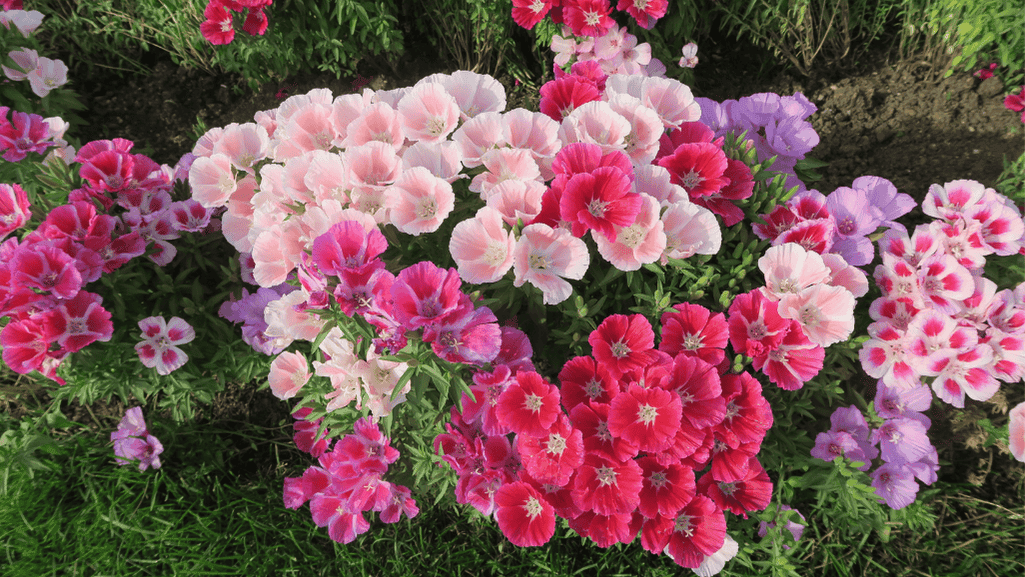 Colorful flower garden with complementary colors