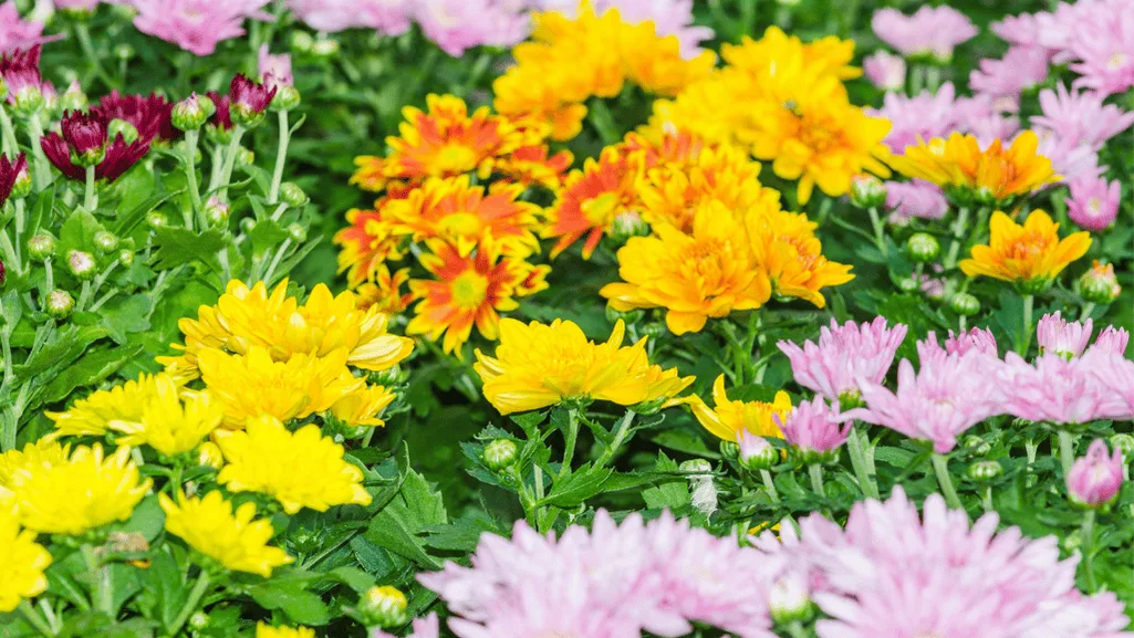 Colorful flowers in a garden with various soil types and sun exposure